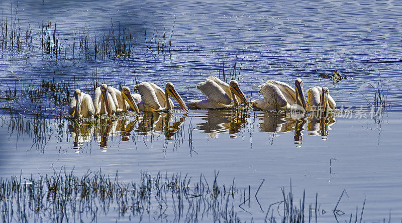 大白鹈鹕(Pelecanus onocrotalus)也被称为东方白鹈鹕，玫瑰色鹈鹕或白鹈鹕是鹈鹕科的一种鸟。肯尼亚纳库鲁湖国家公园。在湖里集体捕鱼以合作喂养。